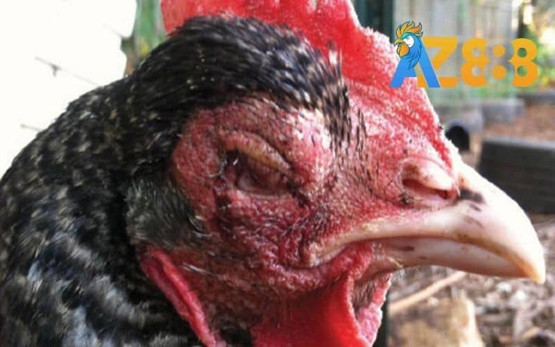 Bệnh gà sưng phù đầu là hội chứng do virus gây ra Bệnh gà sưng phù đầu là hội chứng do virus gây ra