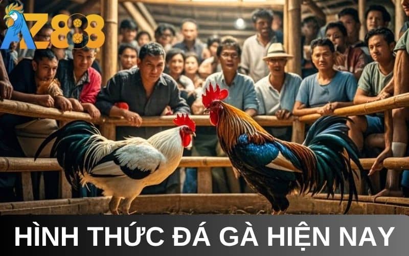 Hình thức đá gà Thomo phổ biến hiện nay Hình thức đá gà Thomo phổ biến hiện nay