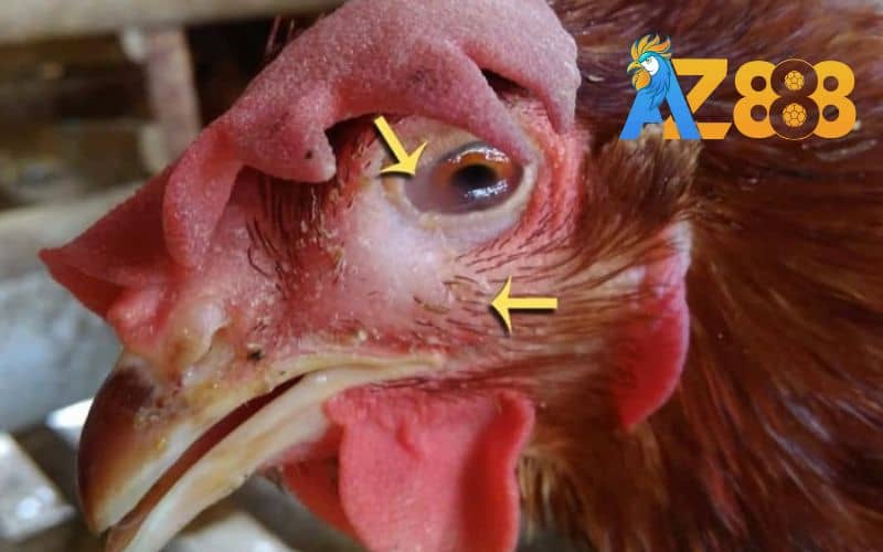 Hướng dẫn cách điều trị bệnh gà sưng phù đầu Hướng dẫn cách điều trị bệnh gà sưng phù đầu