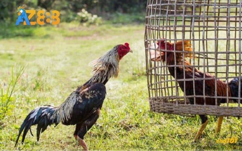 Các bài tập giúp gà đá chân mạnh Các bài tập giúp gà đá chân mạnh