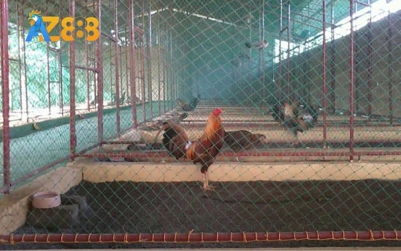 Các dụng cụ cần chuẩn bị khi làm chuồng gà đá Các dụng cụ cần chuẩn bị khi làm chuồng gà đá