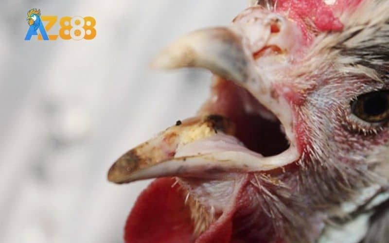 Các triệu chứng nhận biết gà đá bị khò khè Các triệu chứng nhận biết gà đá bị khò khè