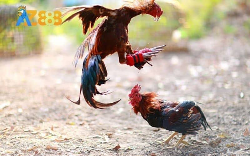 Cách nuôi gà đá chân mạnh không quá phức tạp Cách nuôi gà đá chân mạnh không quá phức tạp