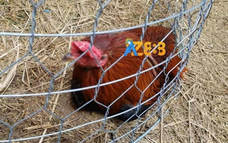 Gà ăn không tiêu có thể là do thức ăn, bệnh lý hoặc hệ tiêu hóa kém Gà ăn không tiêu có thể là do thức ăn, bệnh lý hoặc hệ tiêu hóa kém