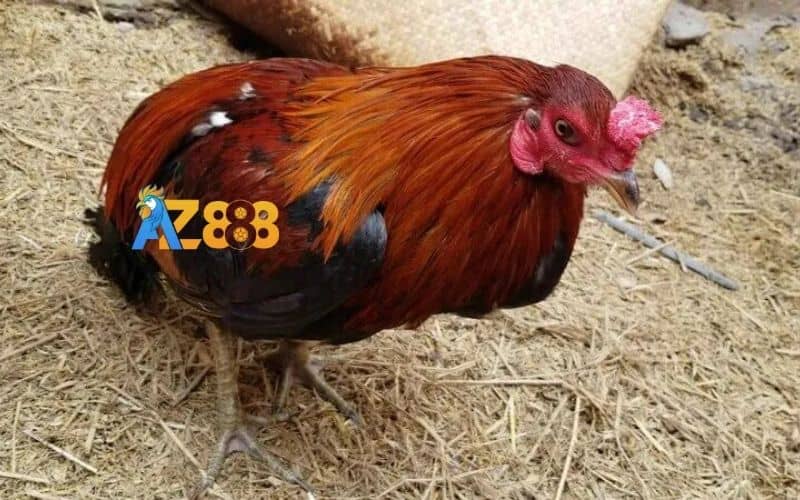 Gà ăn không tiêu là tình trạng thức ăn không được nghiền nát và tiêu hóa Gà ăn không tiêu là tình trạng thức ăn không được nghiền nát và tiêu hóa