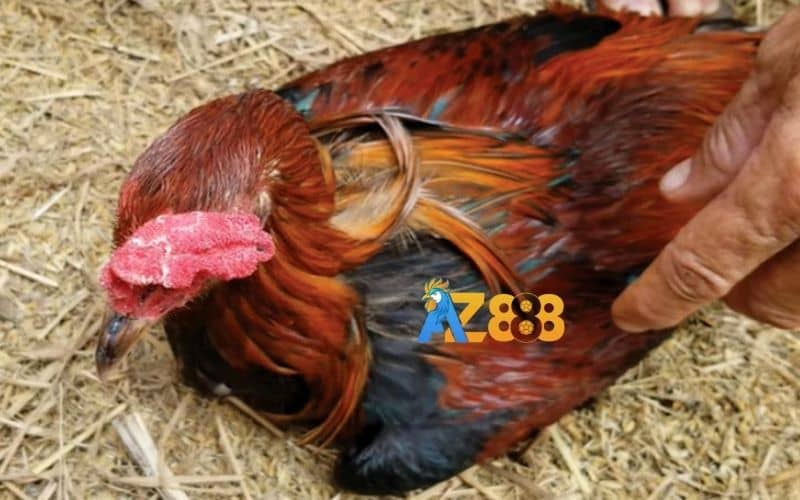 Gà bị rối loạn tiêu hóa có thể ảnh hưởng đến sức khỏe tổng thể của gà Gà bị rối loạn tiêu hóa có thể ảnh hưởng đến sức khỏe tổng thể của gà