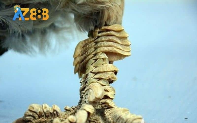 Gà vảy rồng trắng Gà vảy rồng trắng