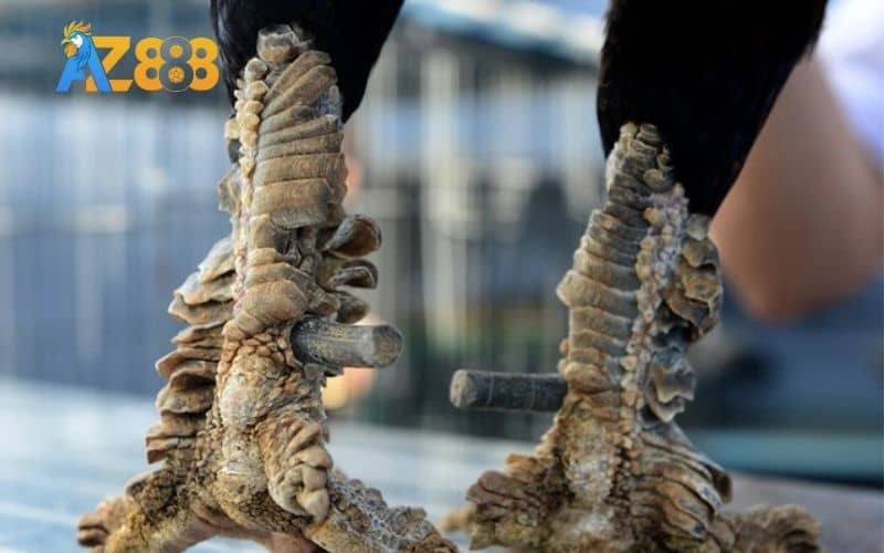 Gà vảy rồng xanh Gà vảy rồng xanh