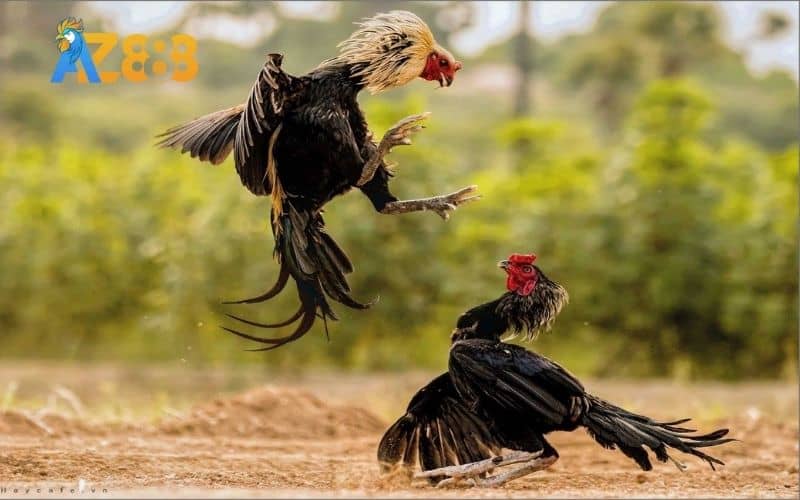 Hãy ghi nhớ những điều cần lưu ý trong quá trình nuôi gà đá chân mạnh Hãy ghi nhớ những điều cần lưu ý trong quá trình nuôi gà đá chân mạnh