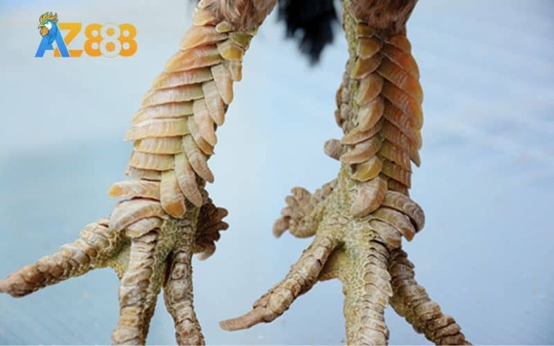 Hình dạng và cấu trúc vảy rồng Hình dạng và cấu trúc vảy rồng