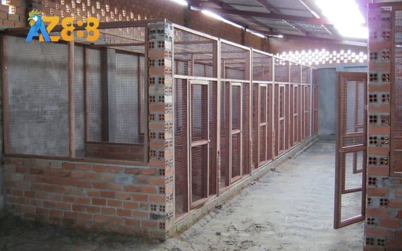 Hướng cách làm chuồng gà đá Hướng cách làm chuồng gà đá