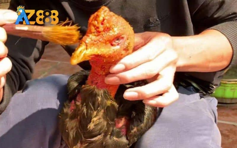 Vào giúp da gà dày và giảm sát thương trong thi đấu Vào giúp da gà dày và giảm sát thương trong thi đấu